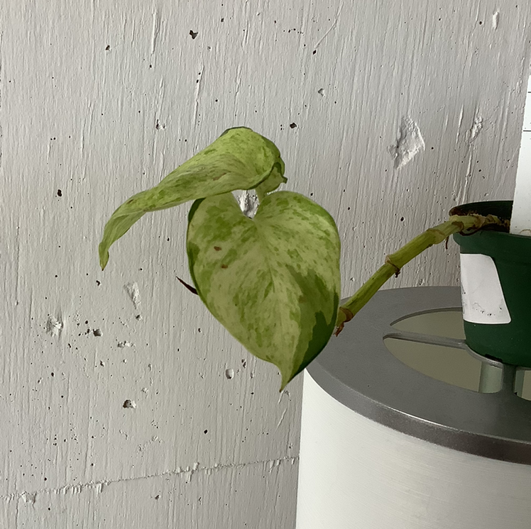 Manjula Pothos plant photo by @Megan named Your plant on Greg, the plant care app.