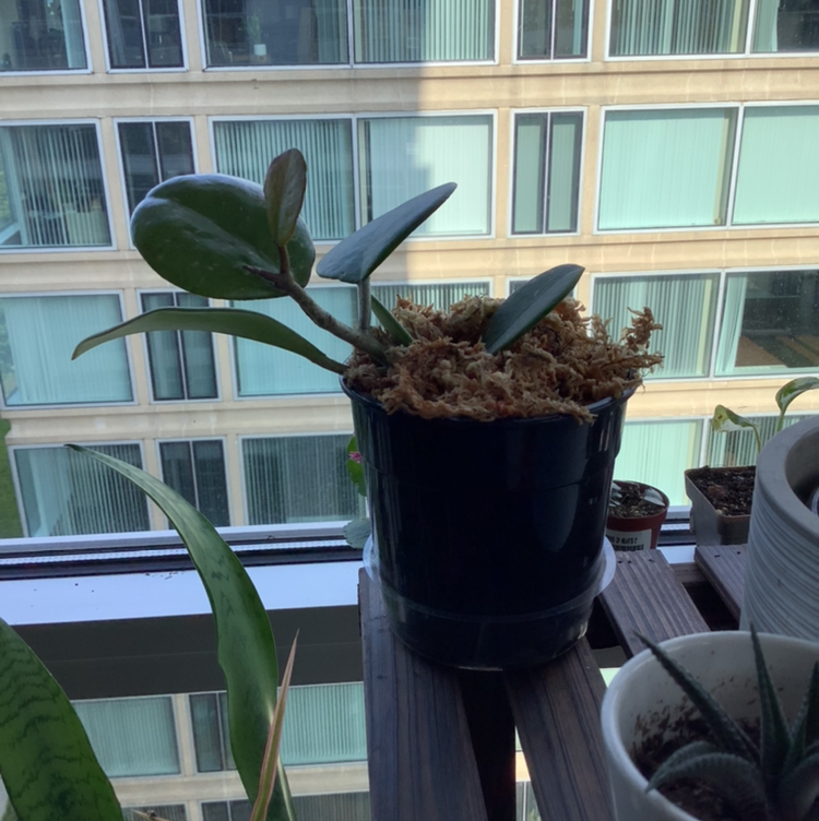 Hoya obovata plant photo by @Megan named Your plant on Greg, the plant care app.