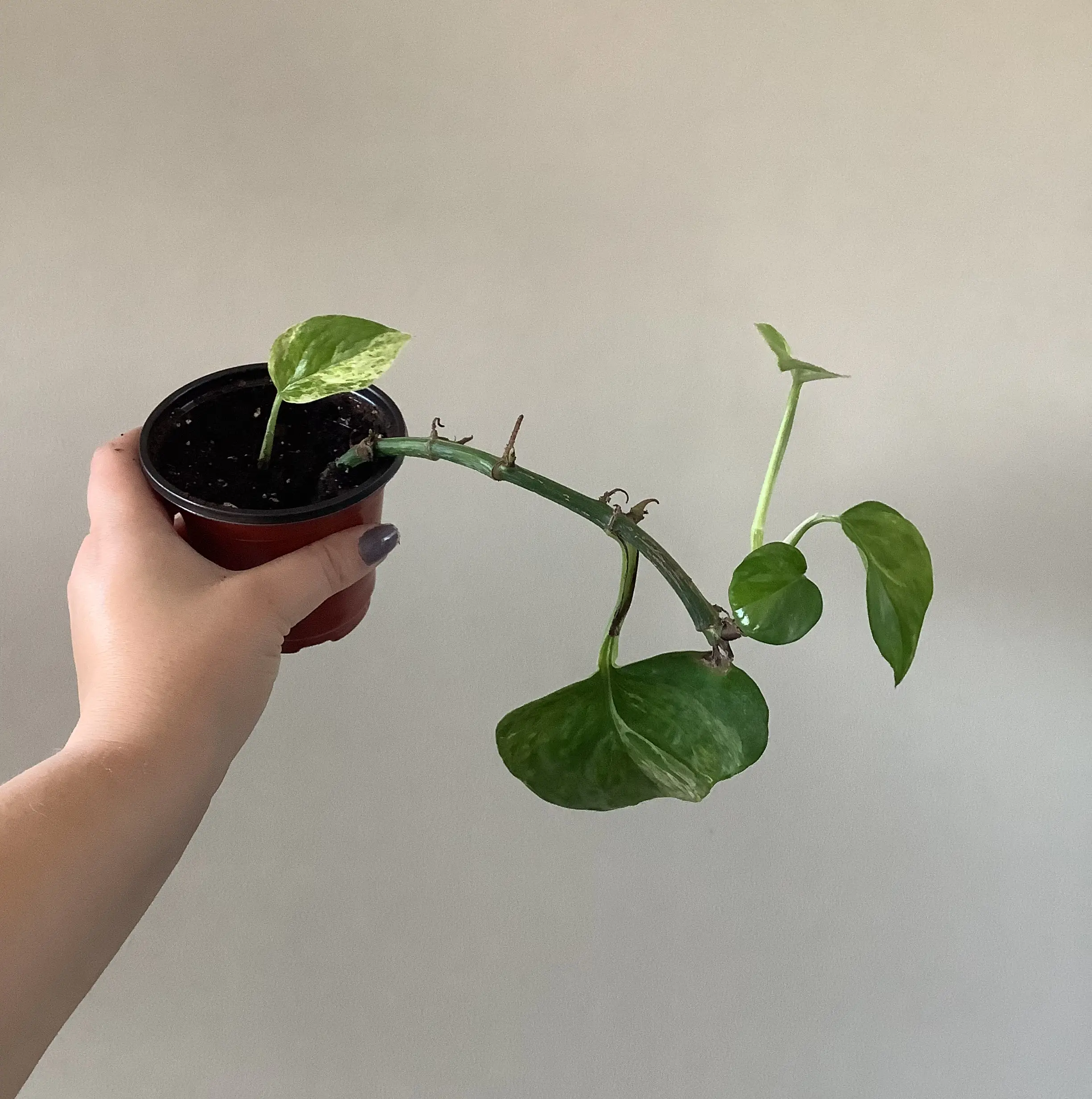 Taro Vine plant photo by @Megan named Bethany 3 on Greg, the plant care app.