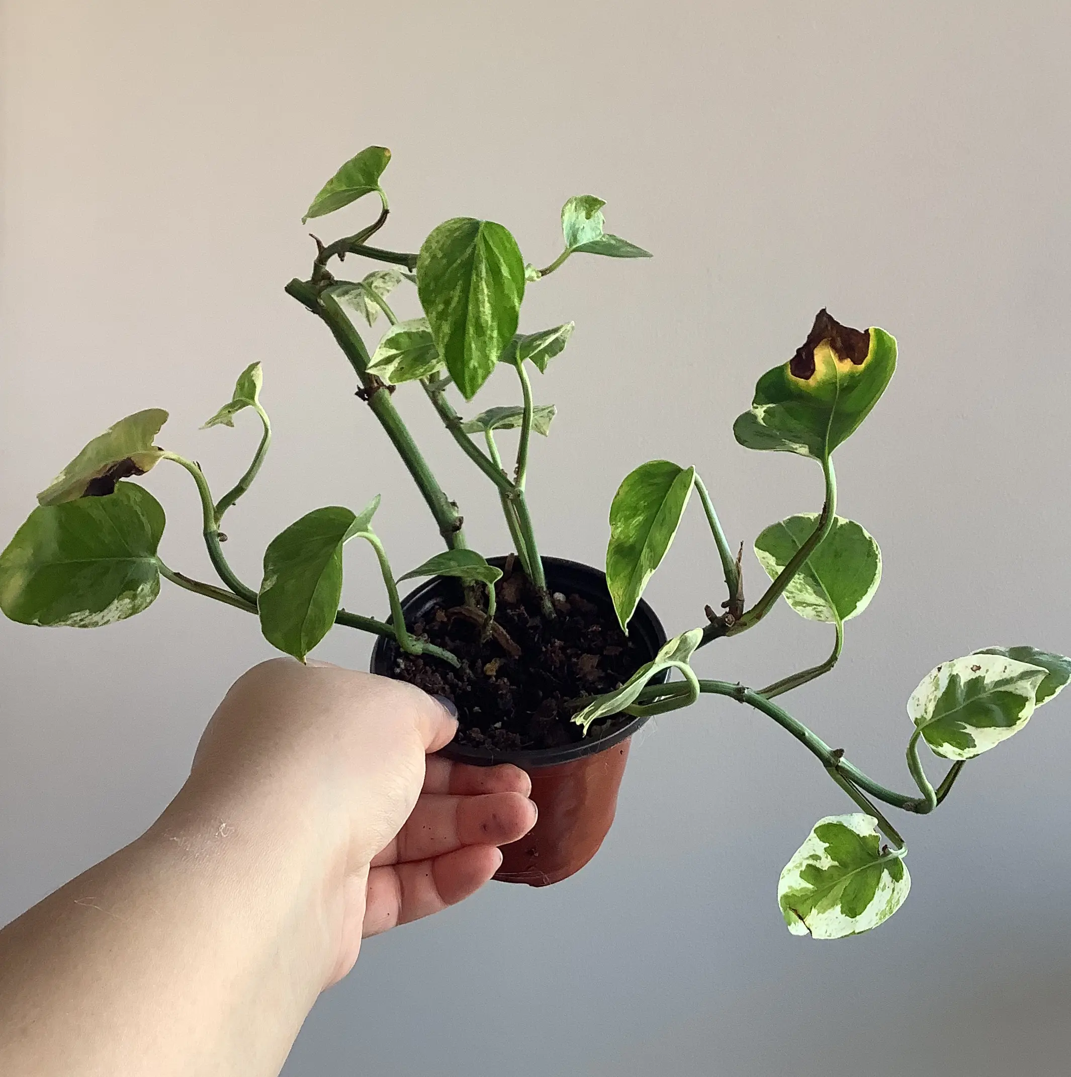 Taro Vine plant photo by @Megan named Bethany 2 on Greg, the plant care app.