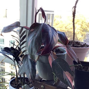 Pink Princess Philodendron plant photo by Megan named Your plant on Greg, the plant care app.