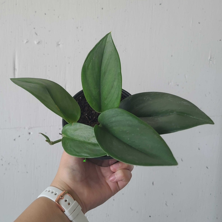 Scindapsus treubii 'Moonlight' plant held by a hand, showing healthy green leaves.