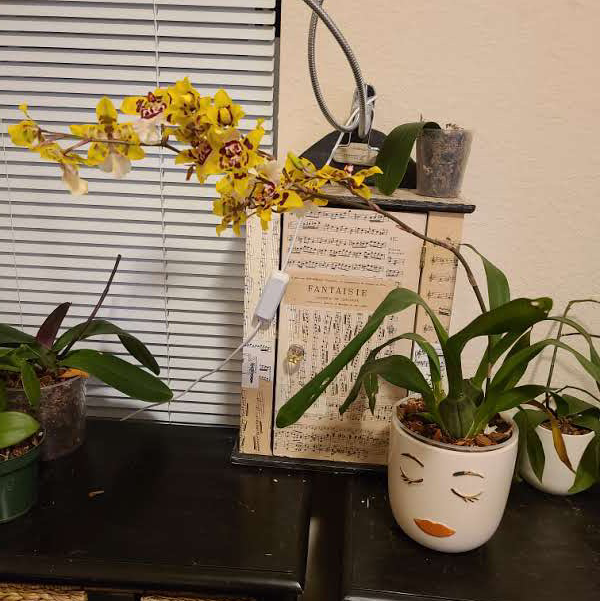 Dancing-Lady Orchid plant photo by @Megan named Your plant on Greg, the plant care app.