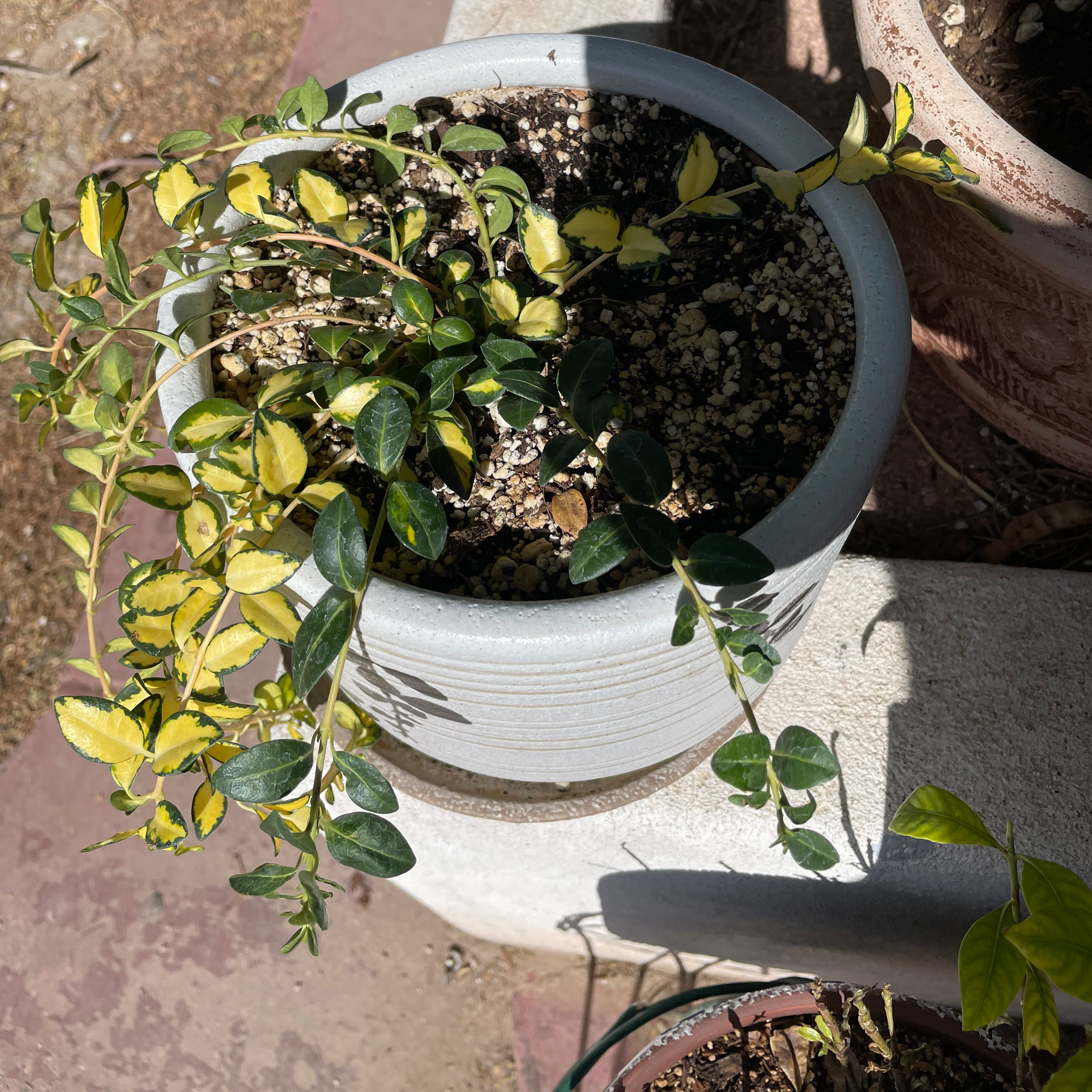 Potted Lesser Periwinkle plant with some yellowing leaves and visible soil.