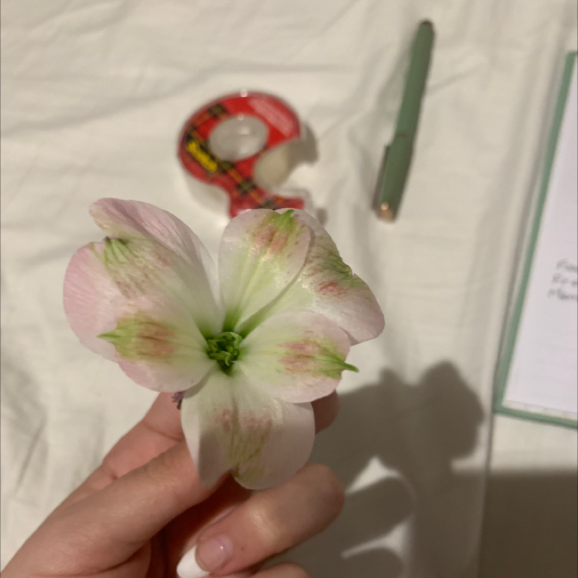 Close-up of a Lenten Rose flower held by a hand, with no visible discoloration.
