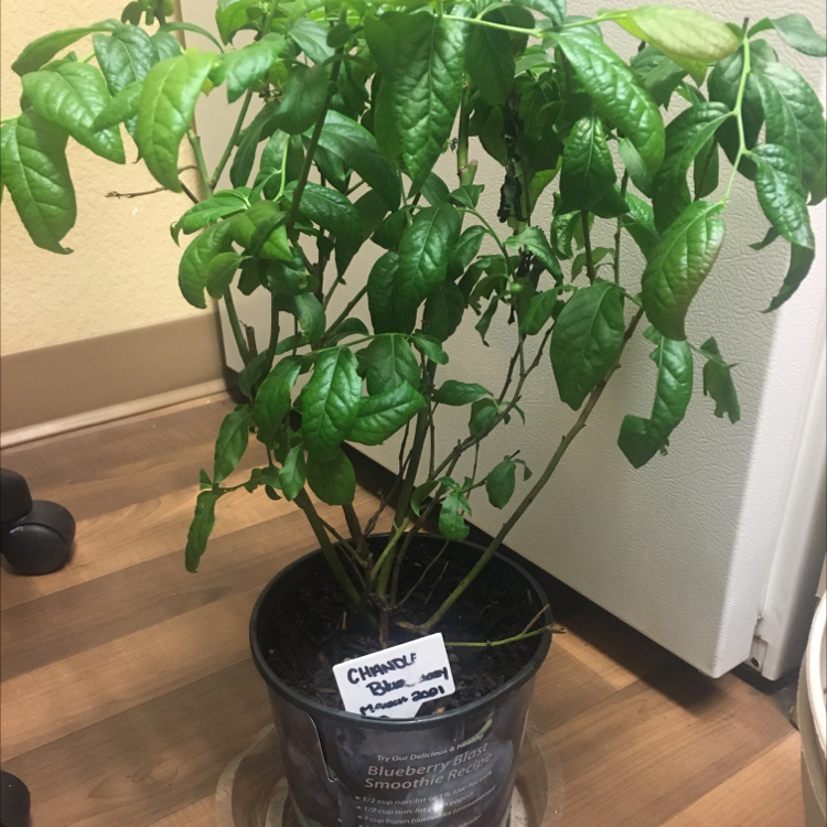 Photo of the plant species Pink Icing Blueberry by @SeiraNicole named Blue on Greg, the plant care app