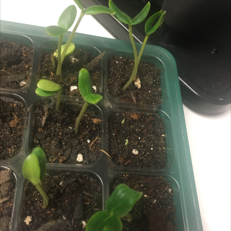 Photo of the plant species Cucumber by @SeiraNicole named Cucumber on Greg, the plant care app