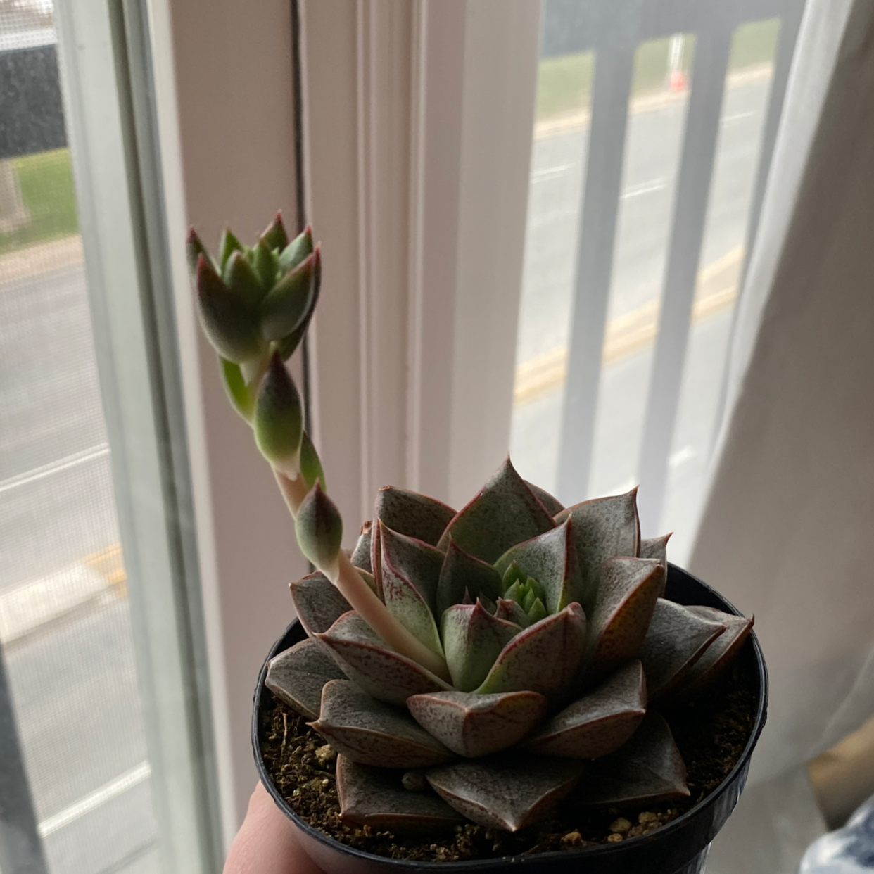 Echeveria purpusiorum plant with a tall flowering stalk, held by a hand.