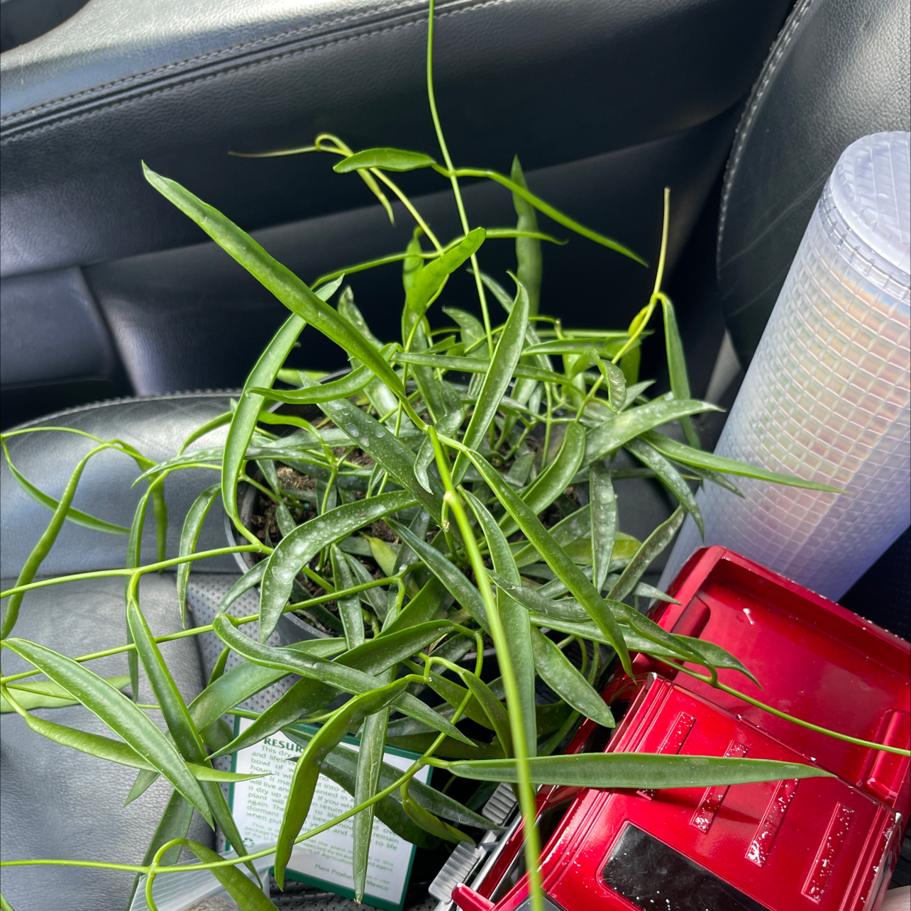 Photo of the plant species Flat Pea by @AuthenticTule named Your plant on Greg, the plant care app