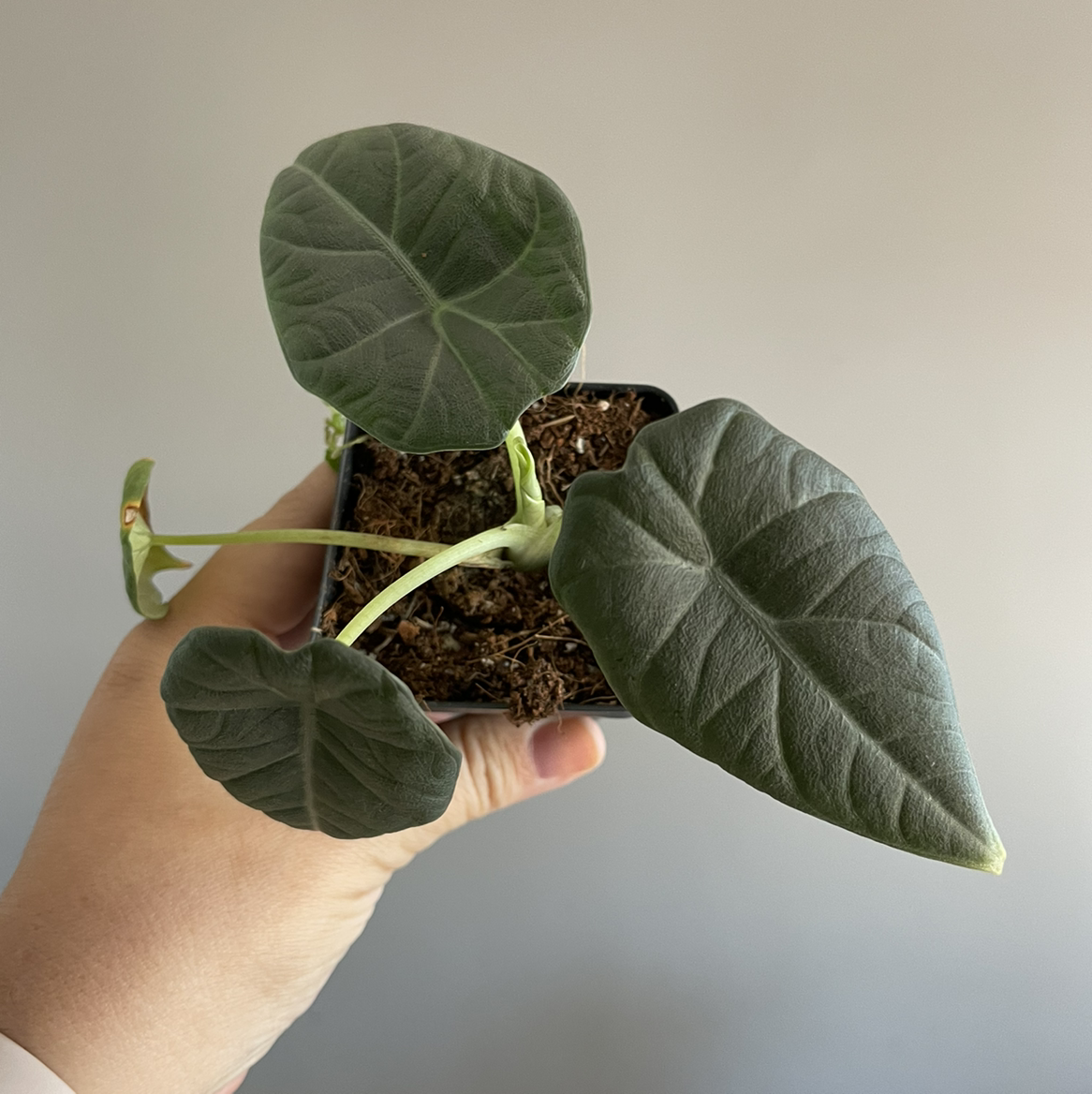 Alocasia 'Maharani' plant with dark green leaves held by a hand.