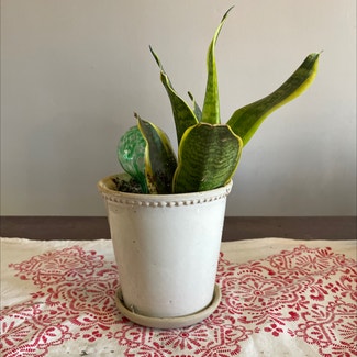 Snake Plant plant in Washington, District of Columbia