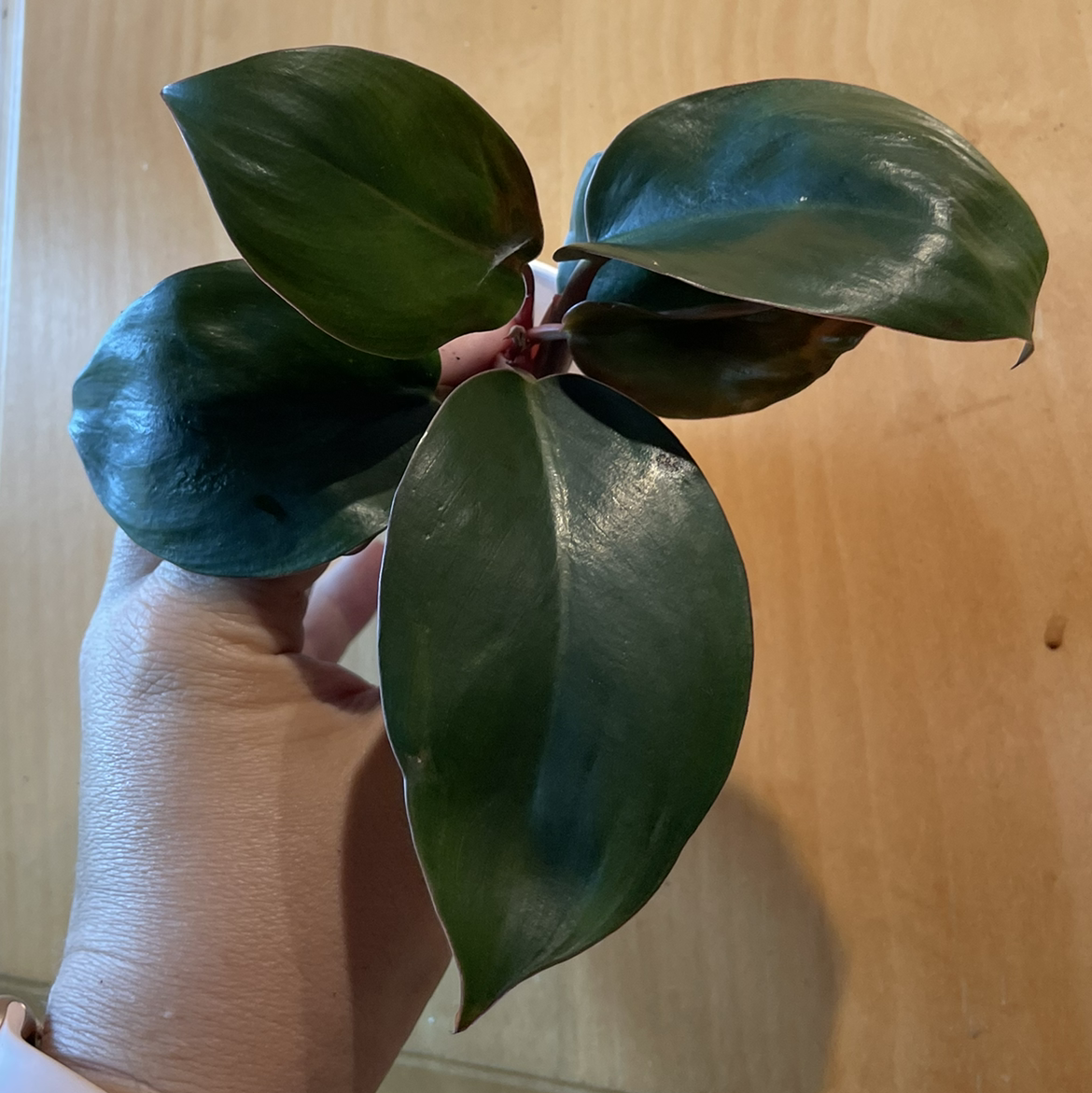 Photo of the plant species Philodendron 'Red Congo' by @msbishop named Rojo BB on Greg, the plant care app