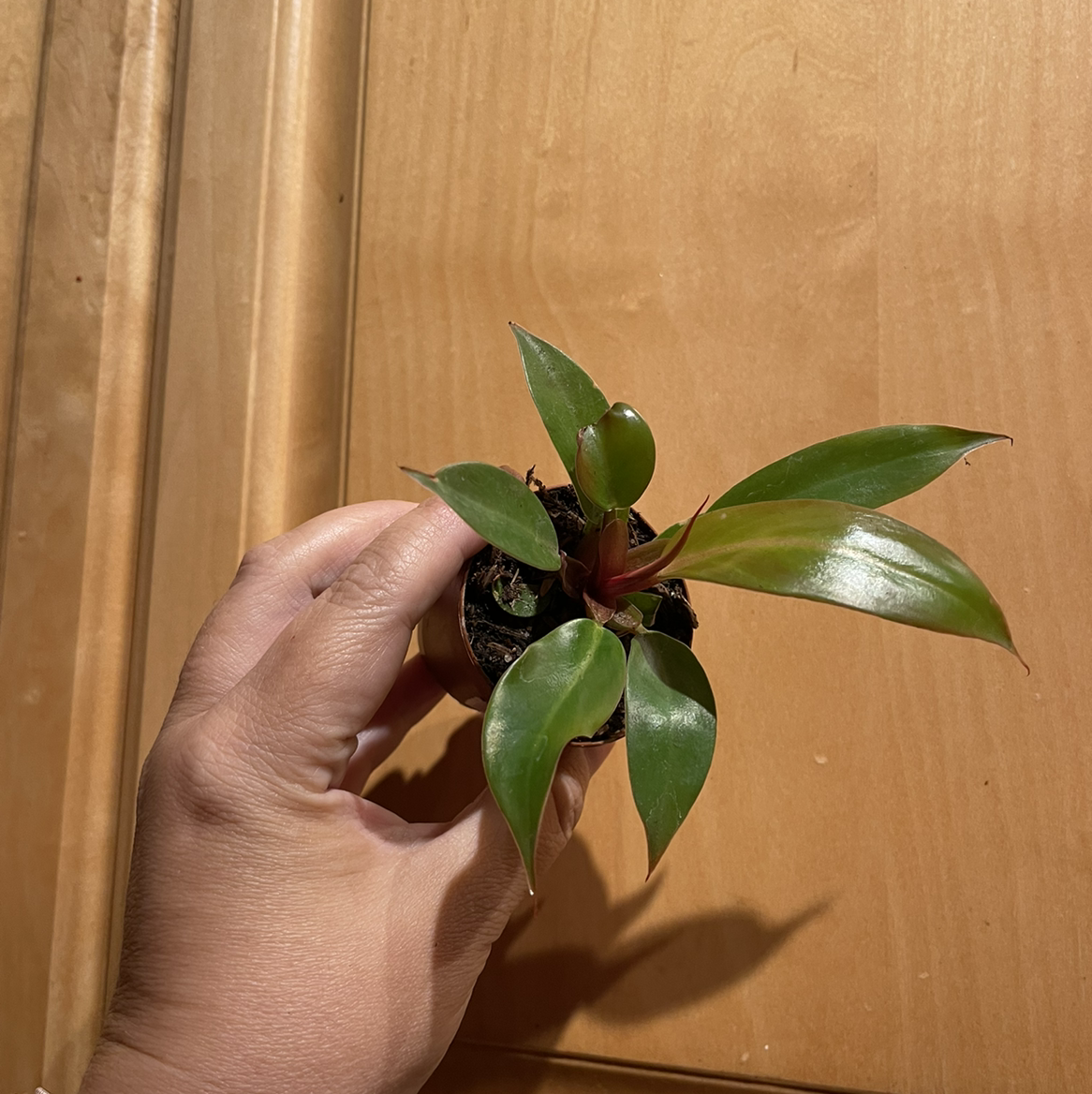 Philodendron Prince of Orange plant held by a hand, showing healthy green leaves.