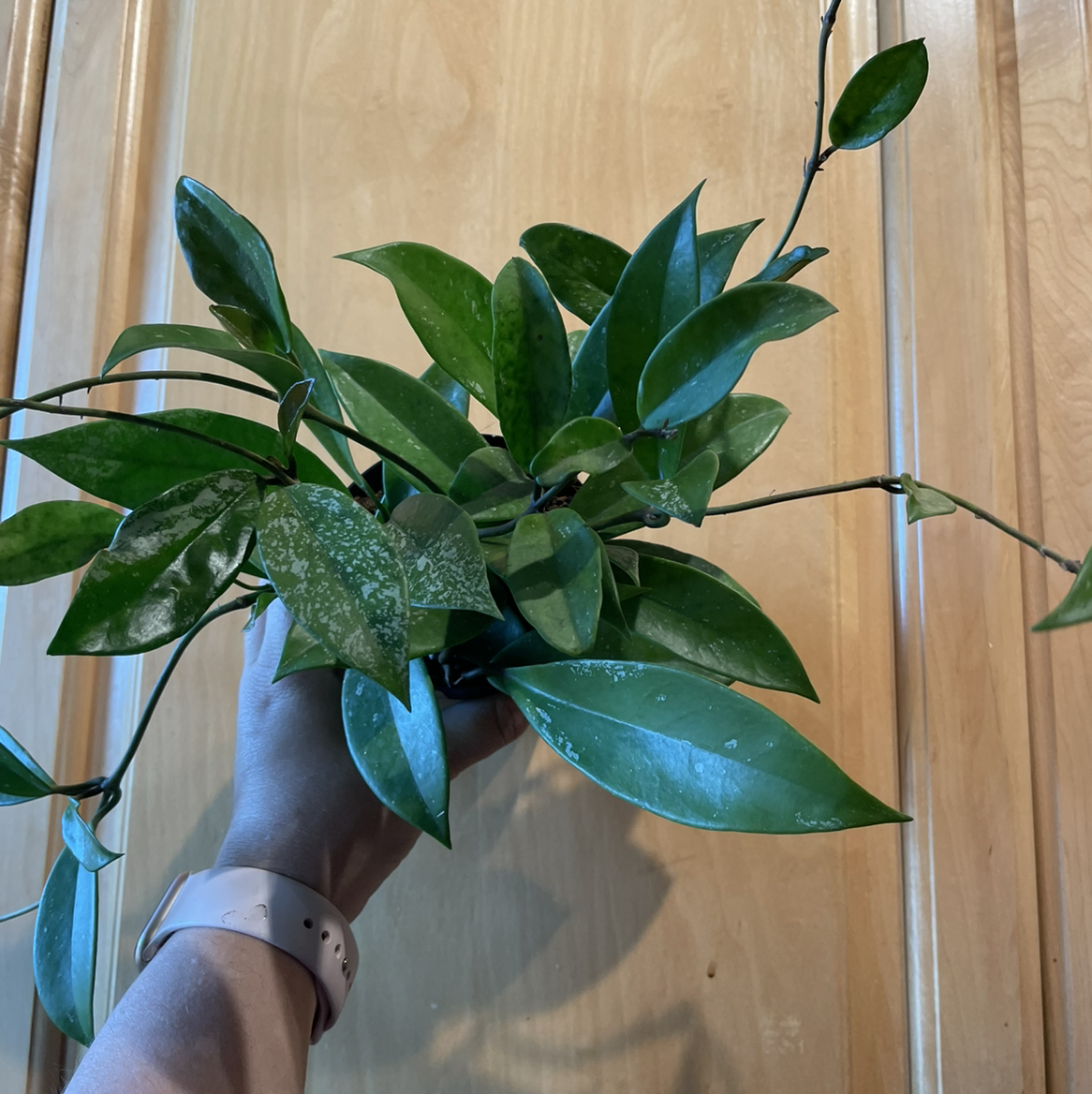 Hoya Pubicalyx plant with healthy green leaves held by a hand.