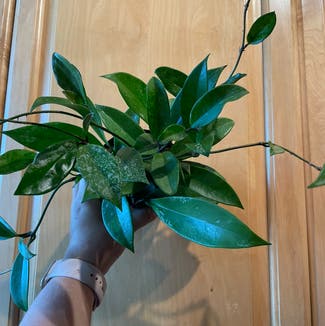 Hoya pubicalyx plant in Washington, District of Columbia