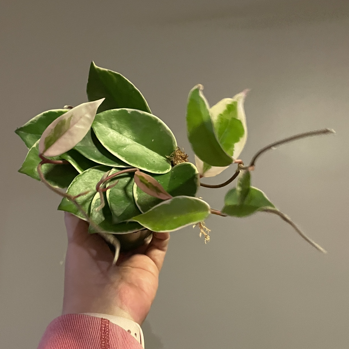 Hoya Krimson Queen plant with variegated leaves held by a hand.