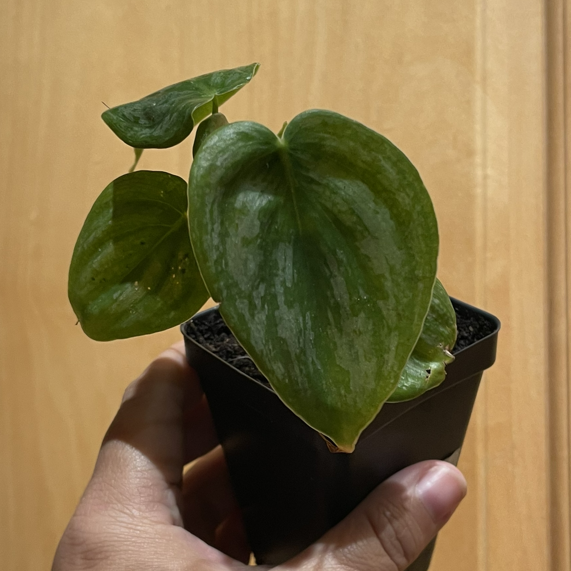 Silver Leaf Philodendron plant in a small black pot, held by a hand.