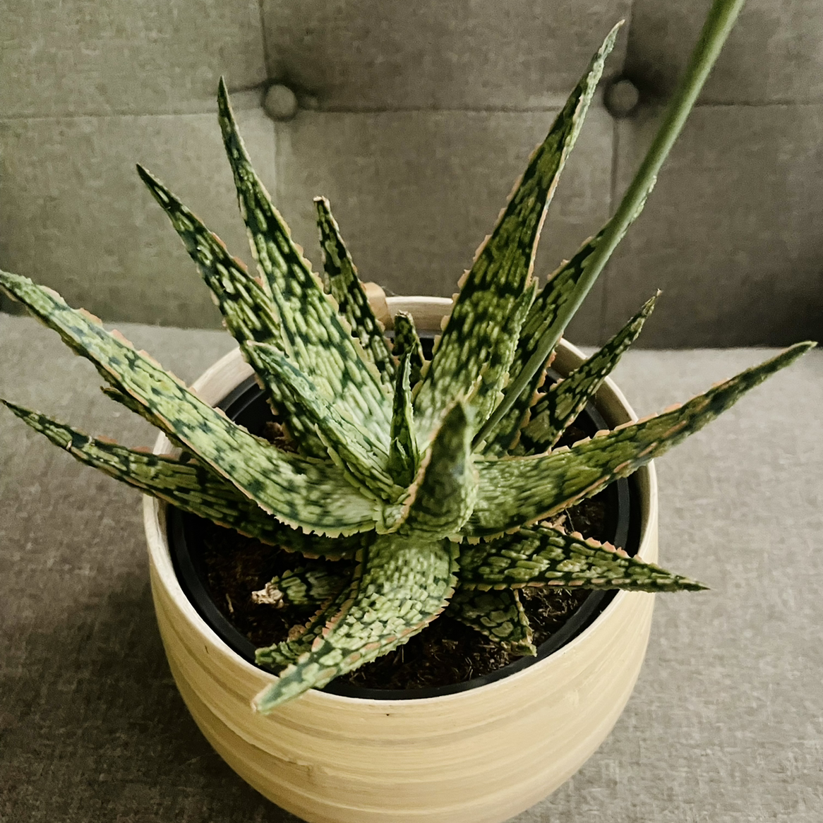Broad-Leaved Aloe plant in a pot, healthy with no visible signs of disease.
