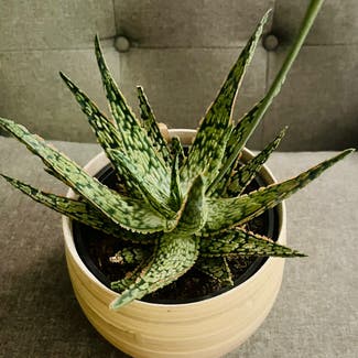 Broad-Leaved Aloe plant in Washington, District of Columbia