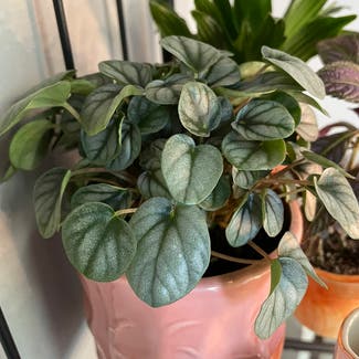 Peperomia Little Tuscany plant in Washington, District of Columbia
