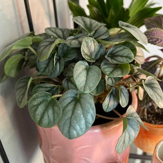 Peperomia Little Tuscany plant in Washington, District of Columbia
