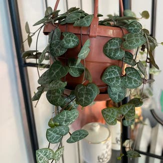 String of Hearts plant in Washington, District of Columbia