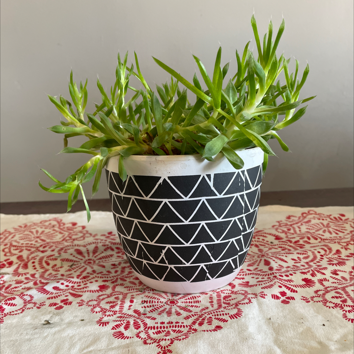 Potted Succulent Bush Senecio plant in a decorative pot on a patterned cloth.