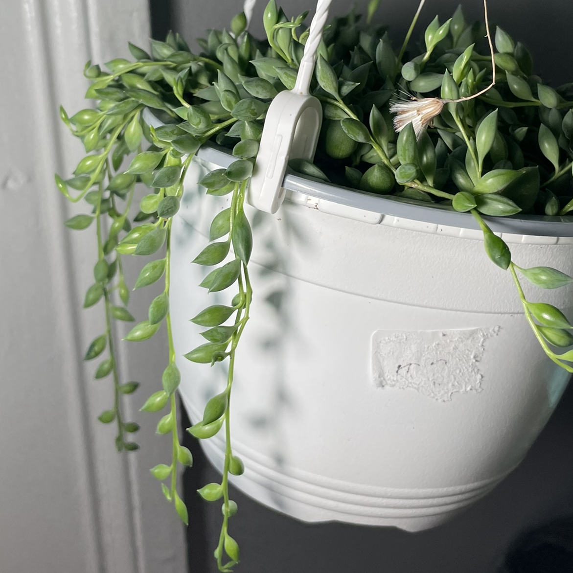 String of Watermelons plant in a white hanging pot with vibrant green leaves.
