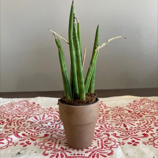 Cylindrical Snake Plant plant in Washington, District of Columbia