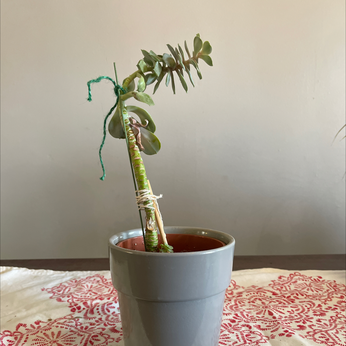 Photo of the plant species Echeveria 'Morning Beauty' by @msbishop named Spike tail on Greg, the plant care app