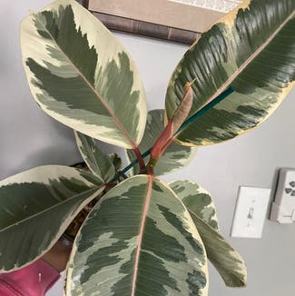 Variegated Rubber Plant plant in Washington, District of Columbia