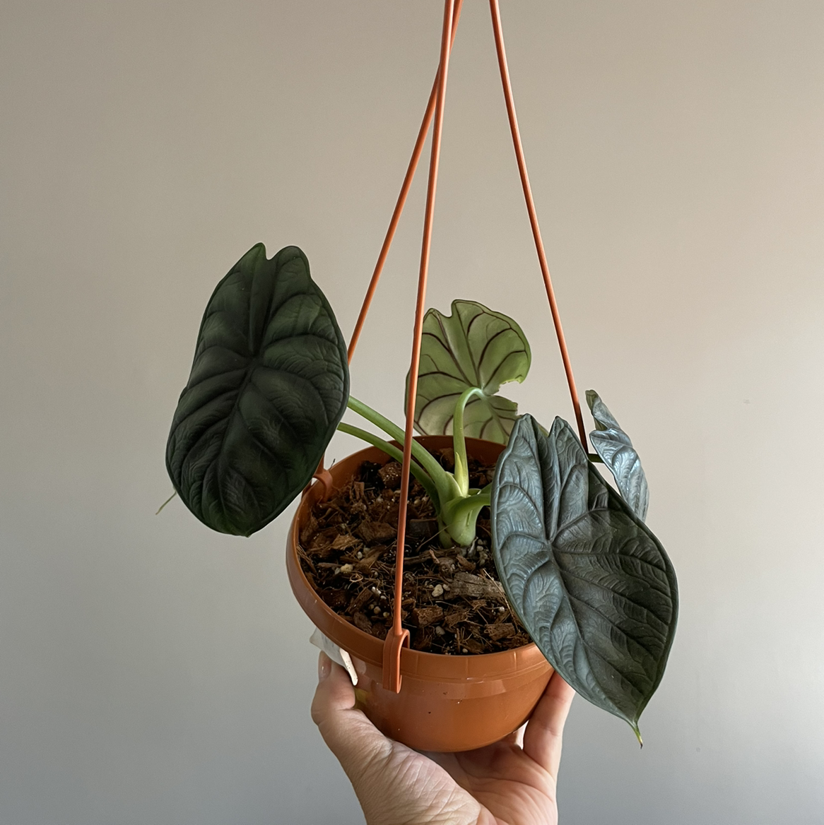 Alocasia 'Dragon Scale' plant in a hanging pot, held by a hand.