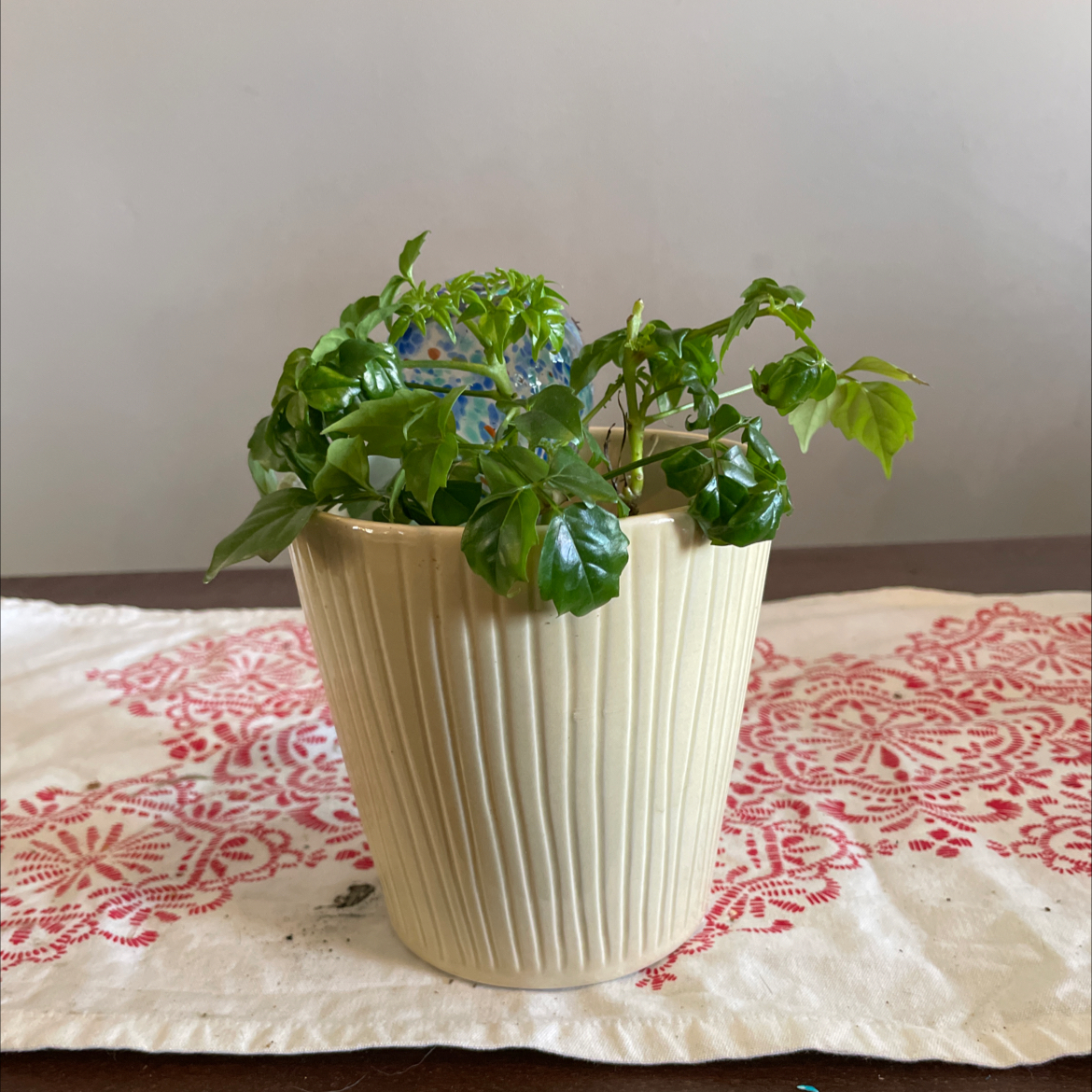 A healthy, lush China Doll plant with vibrant green compound leaves in a white ceramic pot, sitting on a decorative white doily.