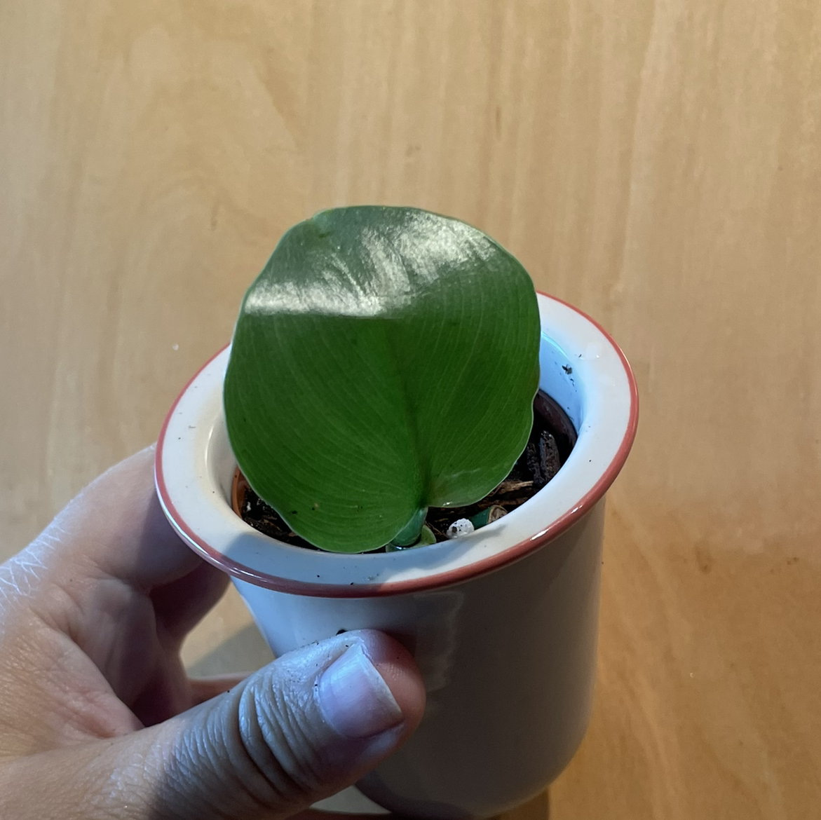 A healthy Silver Sword Philodendron plant in a small pot held by a hand.
