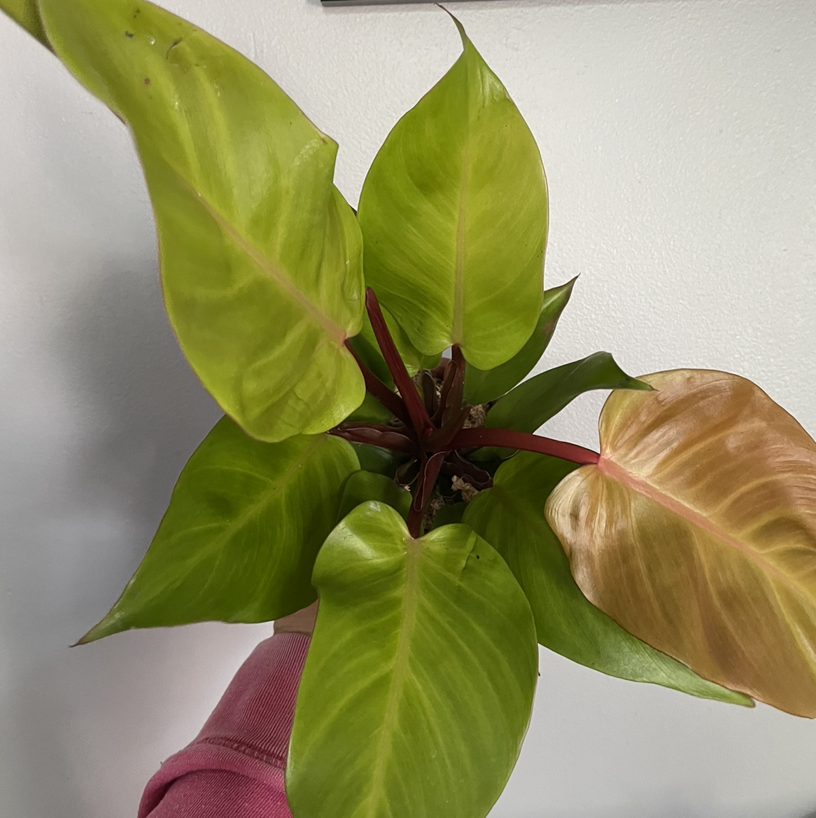 McColley's Finale plant with green and browning leaves, held by a hand.