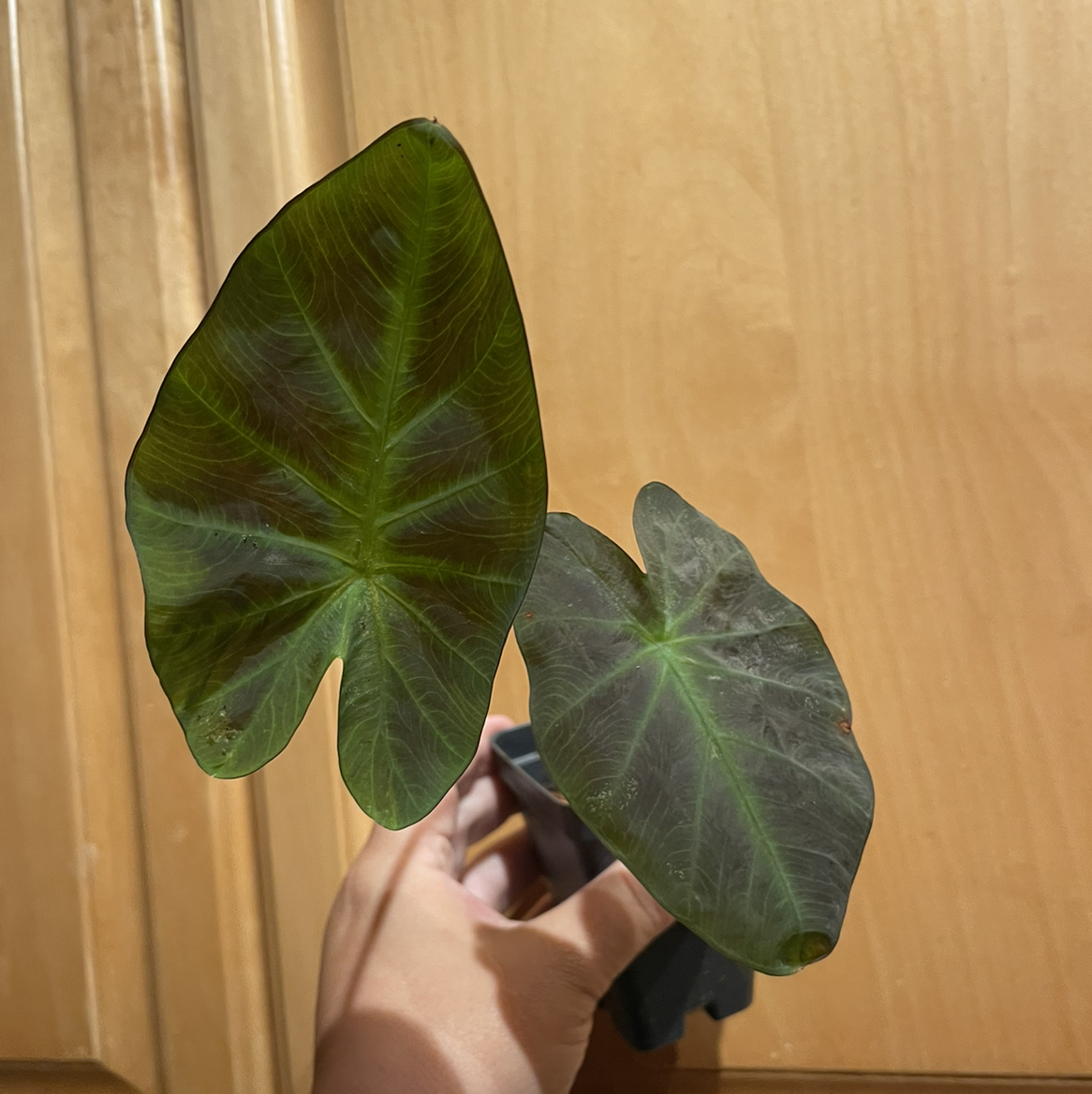 Photo of the plant species Colocasia 'Black Beauty' by @msbishop named Velveteen on Greg, the plant care app