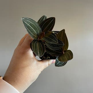 Jewel Orchid plant in Washington, District of Columbia