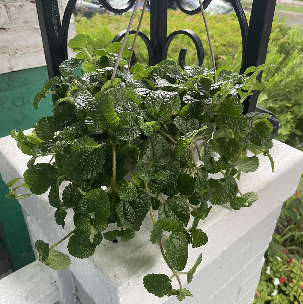 Photo of the plant species Creeping Charlie by @msbishop named Scrunch on Greg, the plant care app