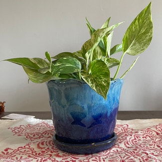 Marble Queen Pothos plant in Washington, District of Columbia