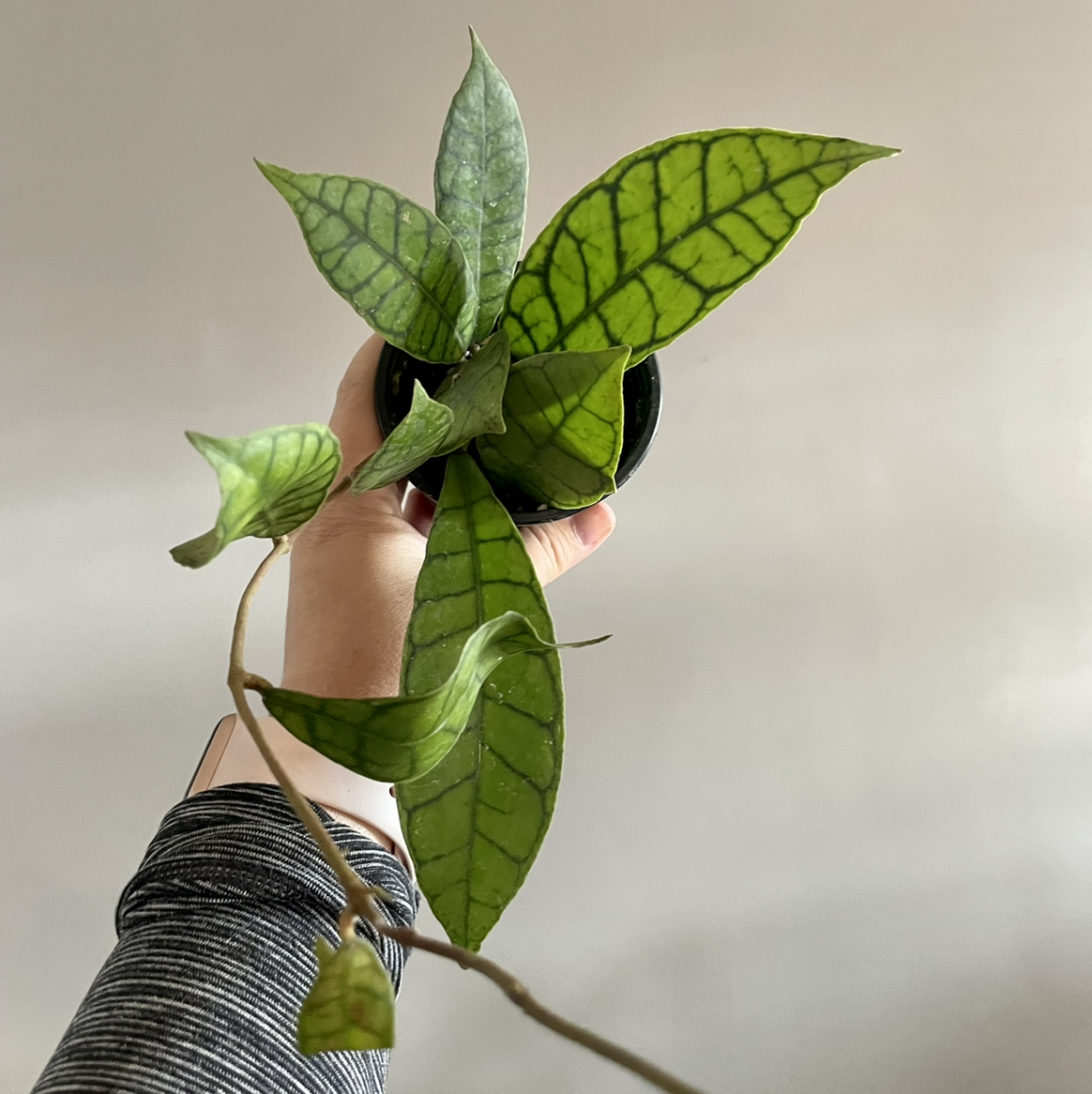 Photo of the plant species Stiff Leafed Hoya by @msbishop named Lucy on Greg, the plant care app