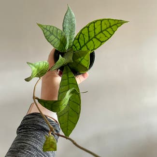 Stiff Leafed Hoya plant in Washington, District of Columbia