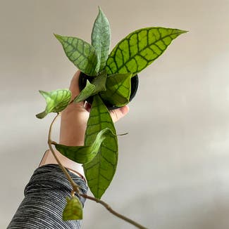Stiff Leafed Hoya plant in Washington, District of Columbia