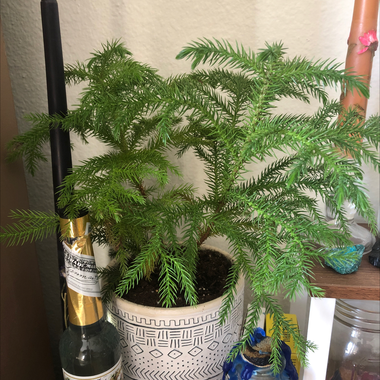 Norfolk Island Pine in a decorative pot with vibrant green foliage.