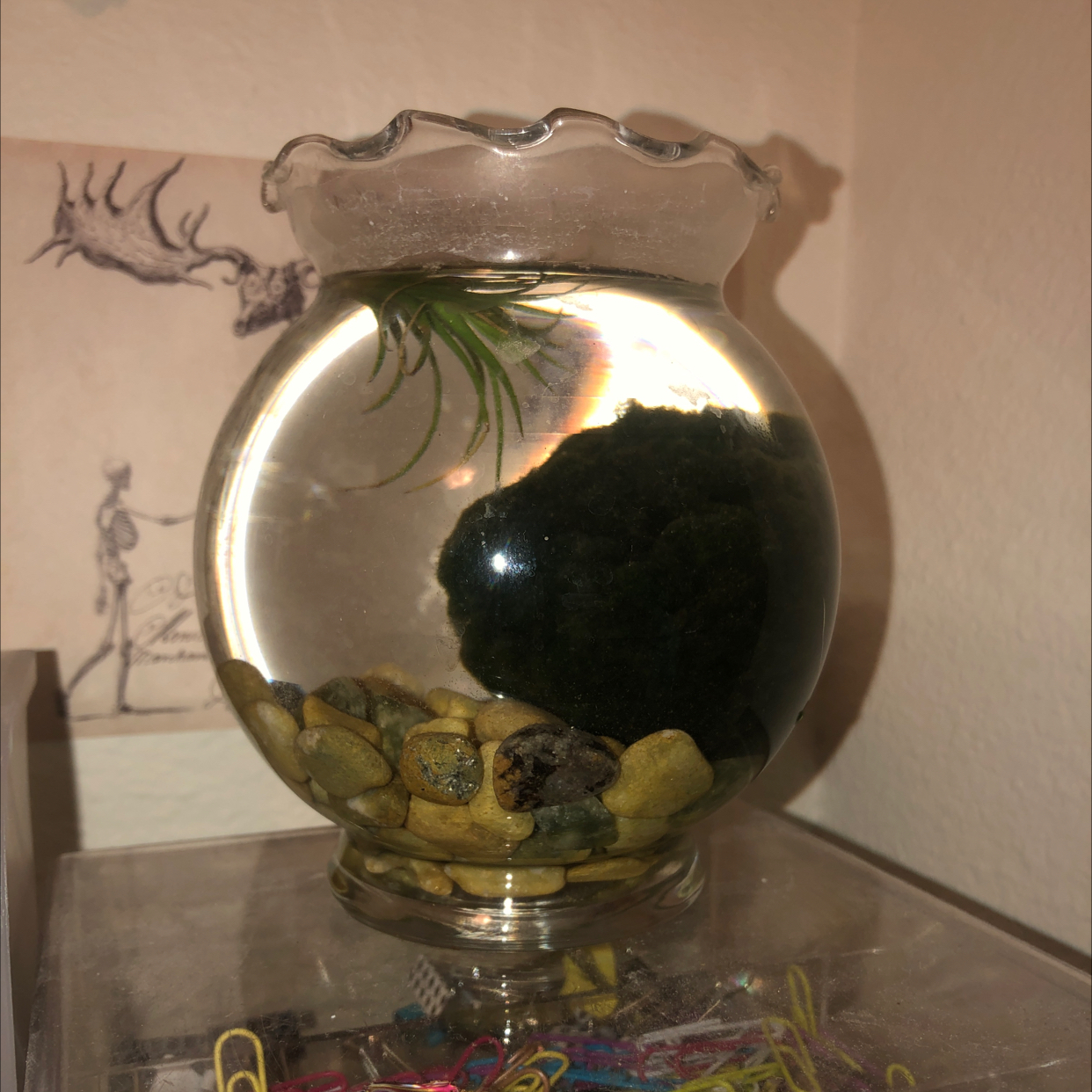 Marimo moss ball in a glass container with water and pebbles, well-lit and healthy.