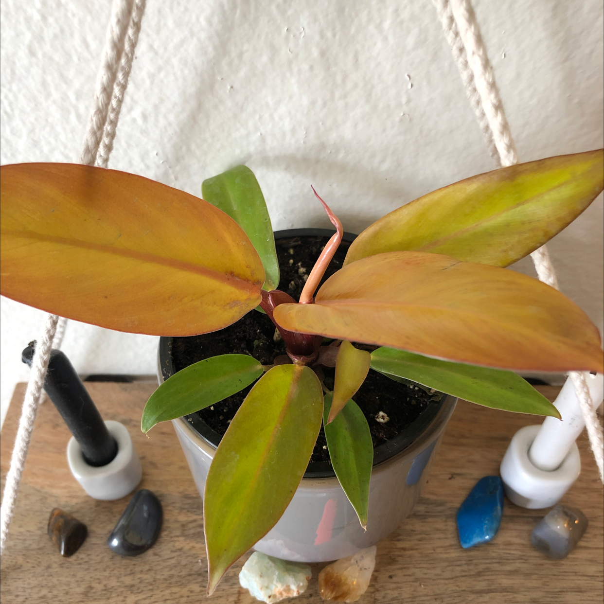Healthy Blushing Philodendron with vibrant red new growth and glossy green mature leaves in a white ceramic pot.