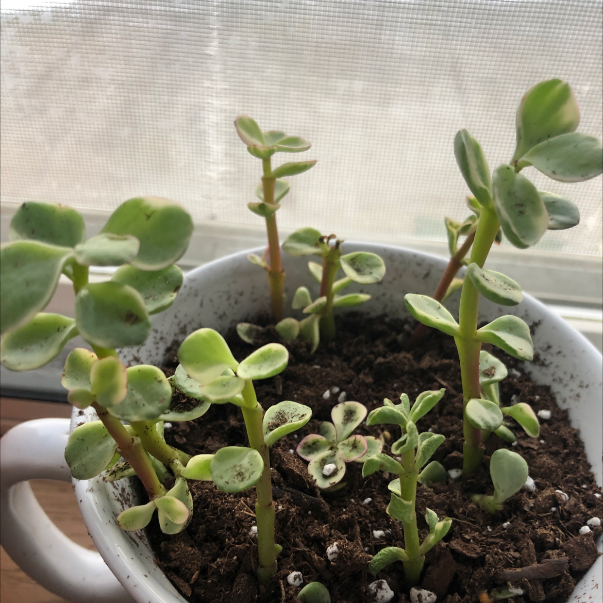 Elephant Bush (Portulacaria afra) in a white pot with visible soil and healthy green leaves.
