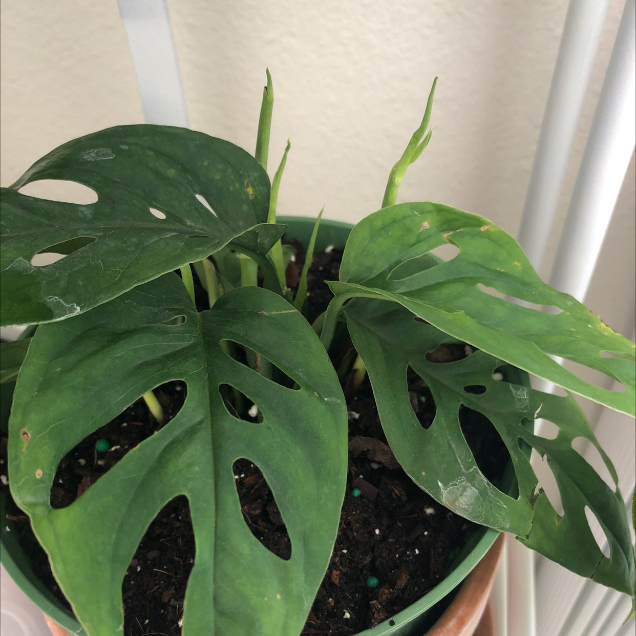 Swiss Cheese Vine (Monstera adansonii) in a pot with visible soil and minor leaf discoloration.