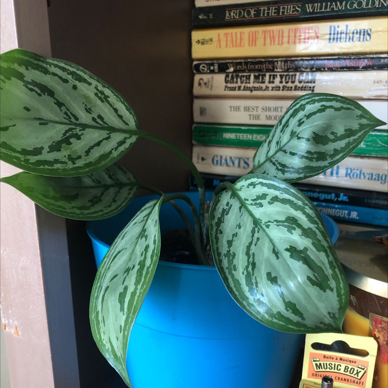 Close-up of a healthy Chinese Evergreen plant with dark green and white variegated leaves, well-framed against a background of books.