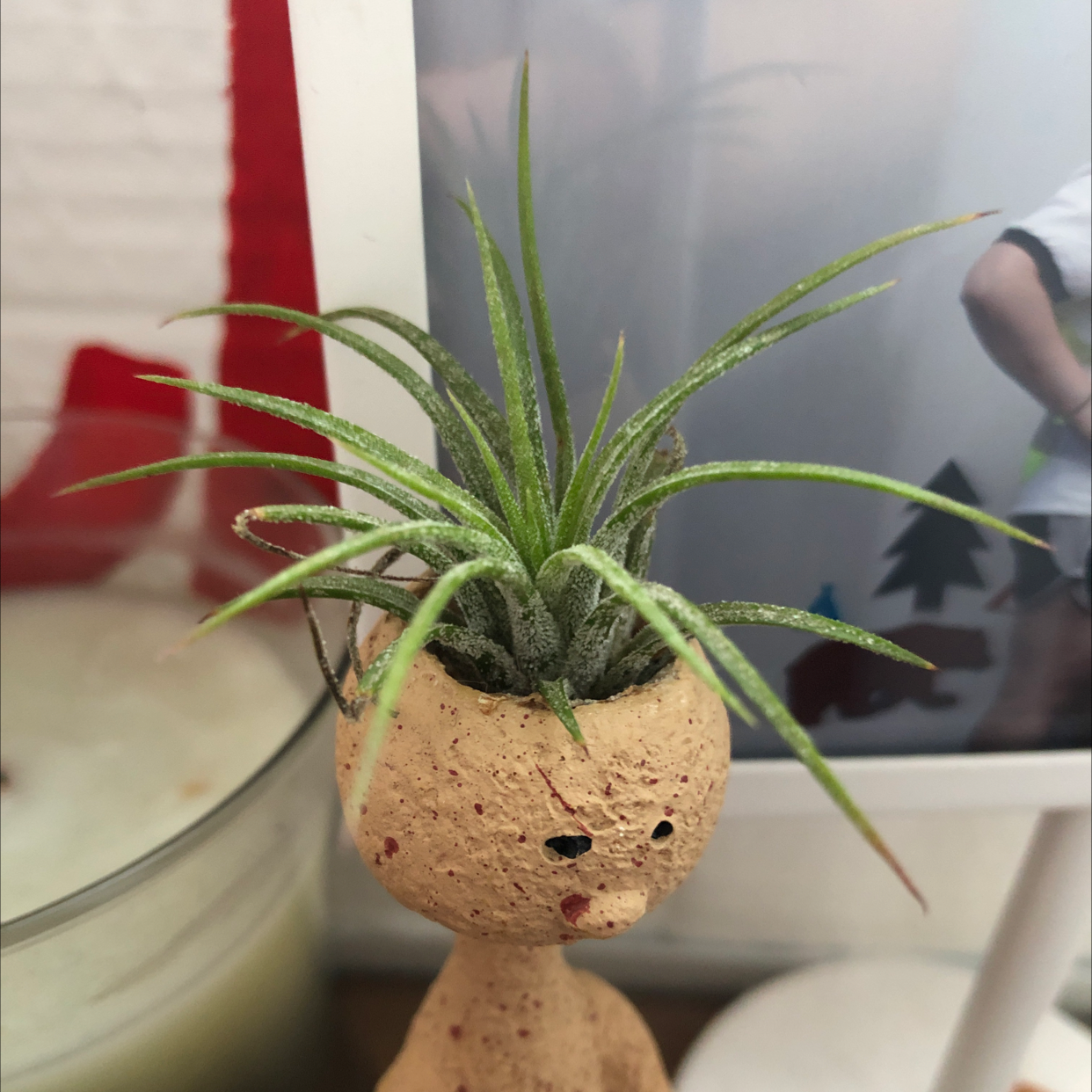 Close-up of a healthy Blushing Bride air plant in a small tan pot, with long spiky leaves that transition from green to pale pink at the tips.