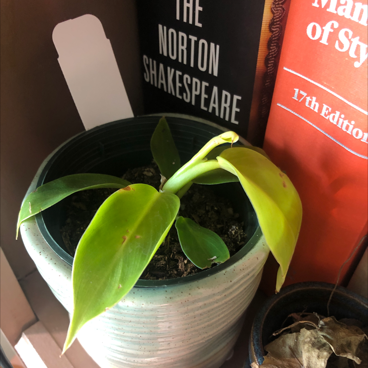 Philodendron 'Moonlight' plant in a pot with some yellowing leaves, visible soil, and well-framed.